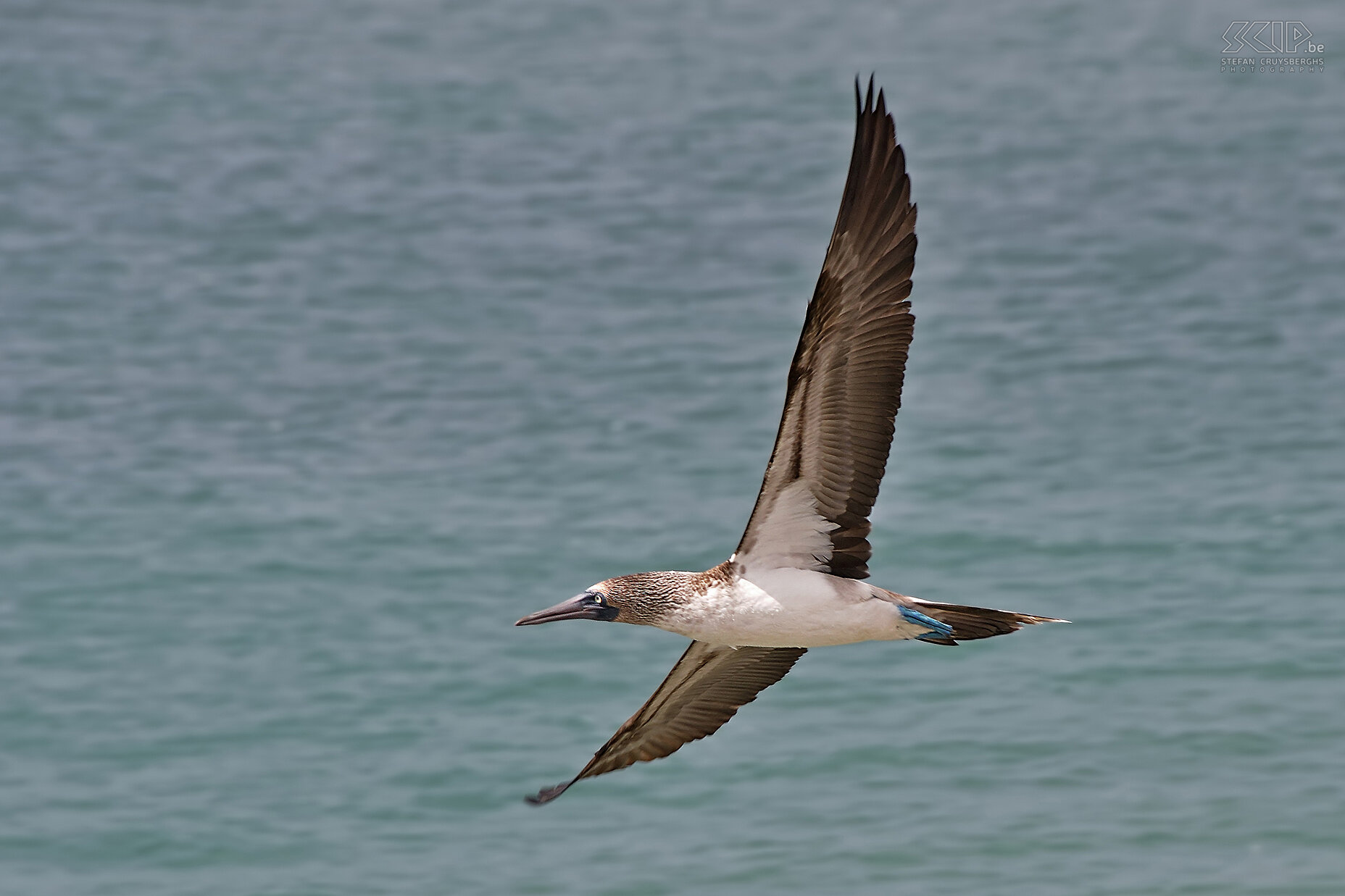 Galapagos - San Cristobal - Blue-footed booby  Stefan Cruysberghs